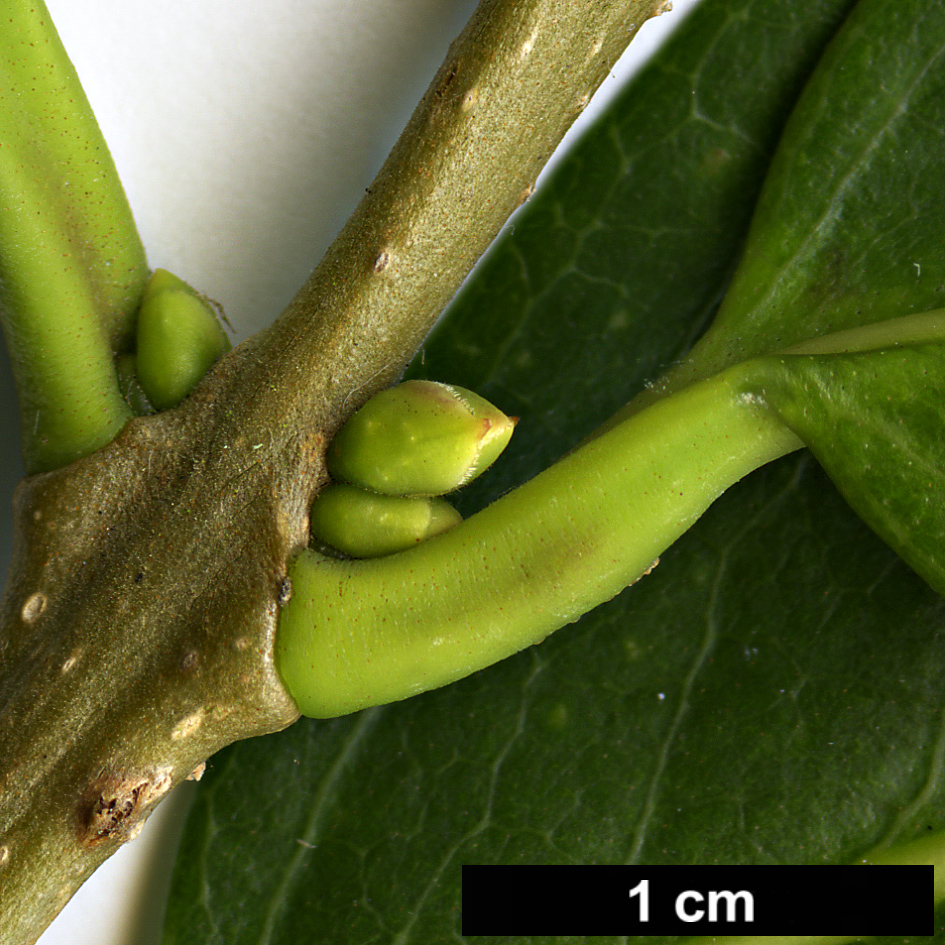 High resolution image: Family: Oleaceae - Genus: Osmanthus - Taxon: yunnanensis